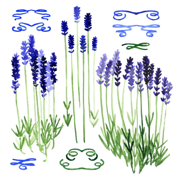 组的水彩设计元素: 薰衣草和丝带 — 图库矢量图片