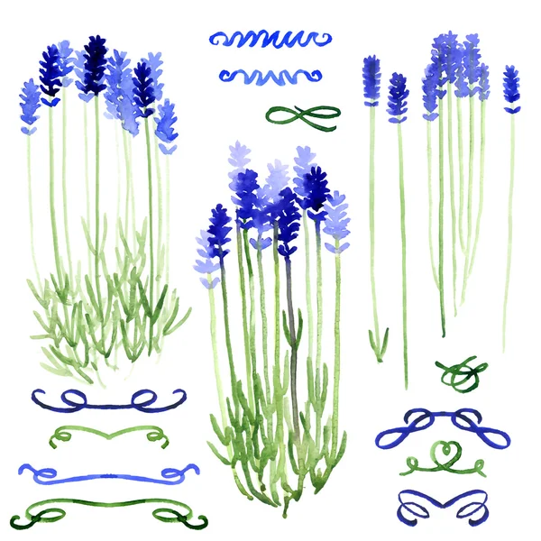 Verzameling van aquarel ontwerpelementen: lavendel en linten — Stockvector