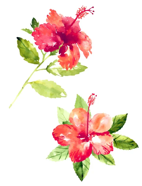 Coleção de flores de hibisco aquarela —  Vetores de Stock