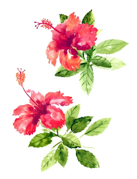 水彩のハイビスカスの花のコレクション — ストックベクタ