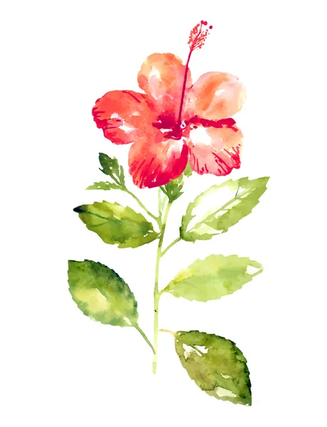 Coleção de flores de hibisco aquarela — Vetor de Stock