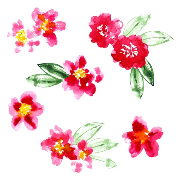 Collection of watercolor camellia flowers — Stock Vector