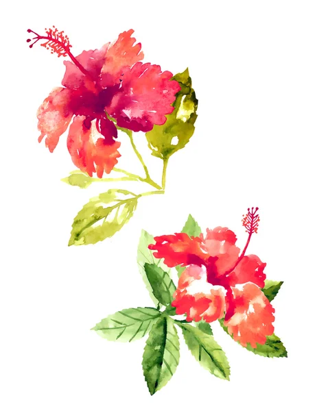 Coleção de flores de hibisco aquarela — Vetor de Stock