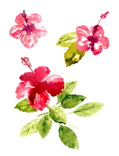 Coleção de flores de hibisco aquarela — Vetor de Stock