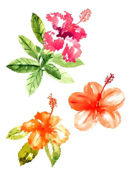 Collection of watercolor hibiscus flowers — Stock Vector