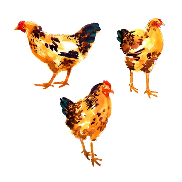 Set avec des poules et des coqs aquarelle orange-rouge — Image vectorielle