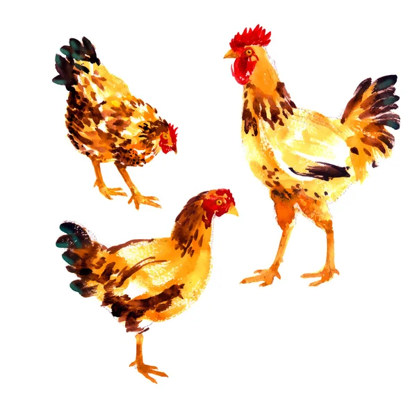 Set de gallinas acuarela naranja-roja y gallos — Vector de stock