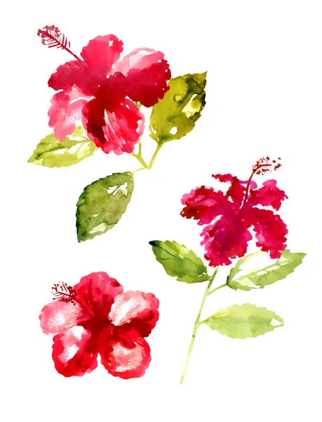 Collection of watercolor hibiscus flowers — Stock Vector