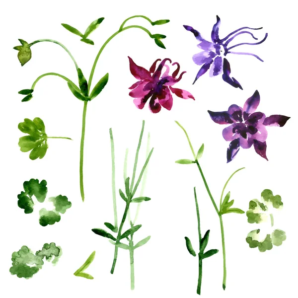 Collection of watercolor aquilegia flowers — Stock Vector