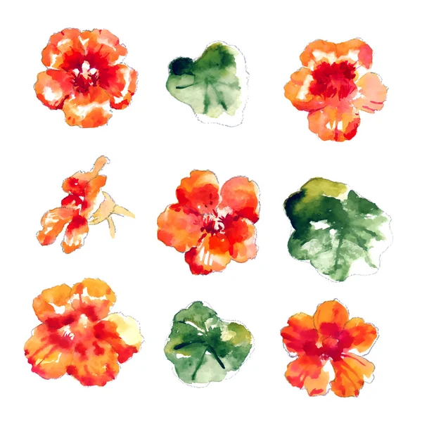 Collection de fleurs de nasturtium aquarelle — Image vectorielle