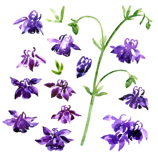 Samling av akvarell aquilegia blommor — Stock vektor