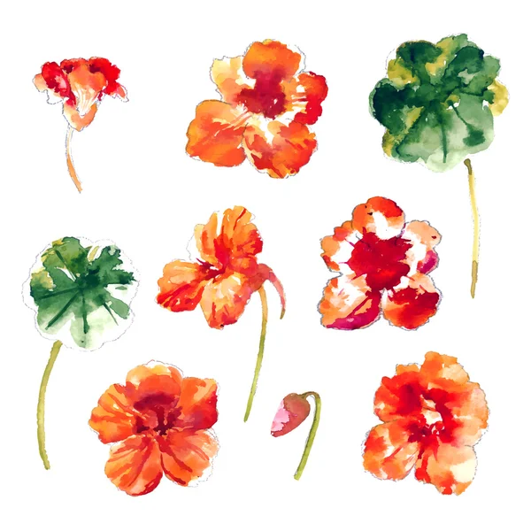 Collection of watercolor nasturtium flowers — Stock Vector