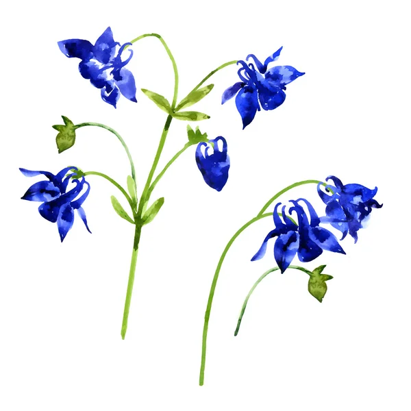 Collection of watercolor aquilegia flowers — Stock Vector