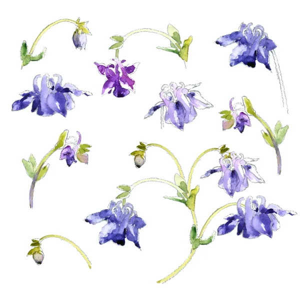 Collection of watercolor aquilegia flowers — Stock Vector