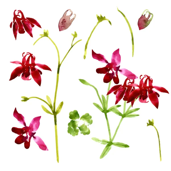 Collection of watercolor aquilegia flowers — Stock Vector