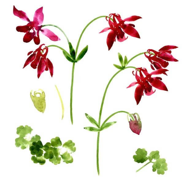 Collection of watercolor aquilegia flowers — Stock Vector