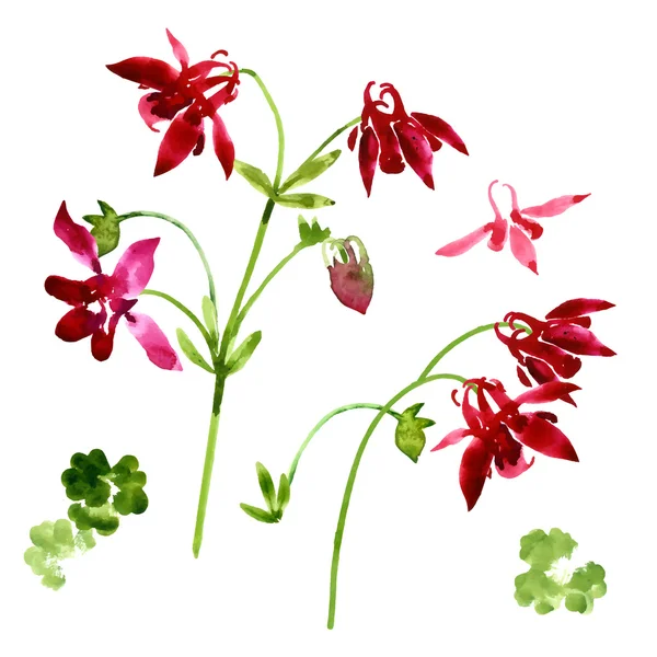 Collection of watercolor aquilegia flowers — Stock Vector