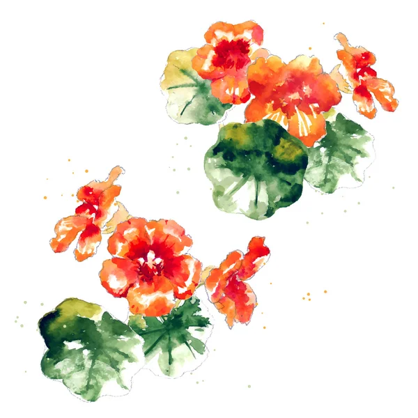 Collection de fleurs de nasturtium aquarelle — Image vectorielle