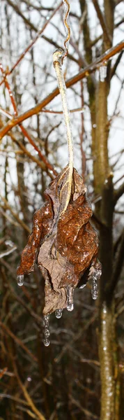 Döda blad — Stockfoto