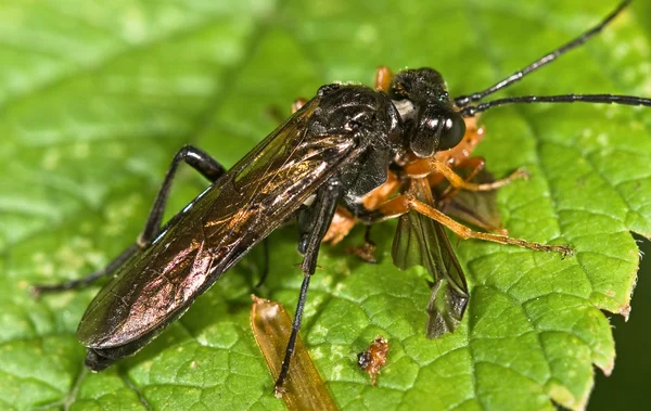 Macro photo of sawfly (order Hymenoptera, Suborder Symphyta) eating an insect (Cantharis rustica) — Stock Photo, Image