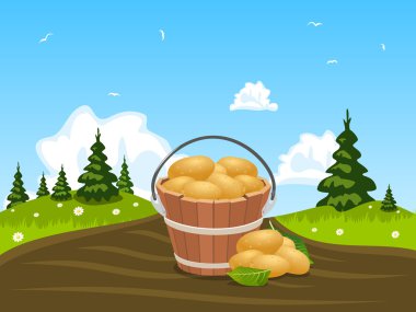 Ahşap hasat patates dolu kova