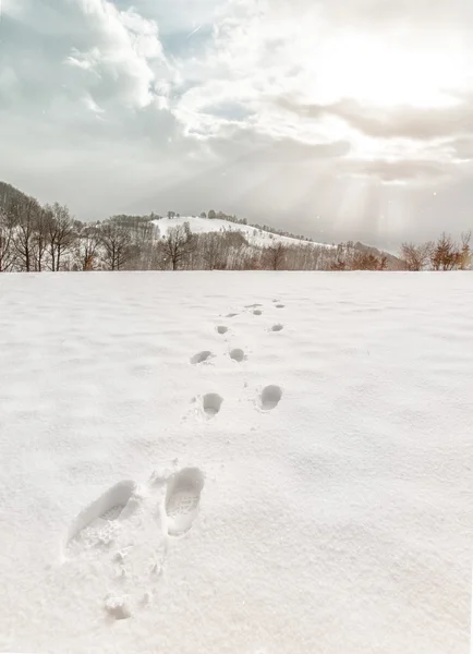 Foot steps trails at snow in winter — Stock Photo, Image