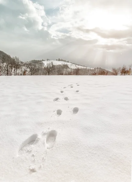 在冬天的雪的步道的步骤 免版税图库图片