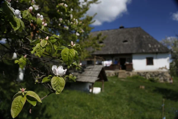 Ukraynalı mimarisi.