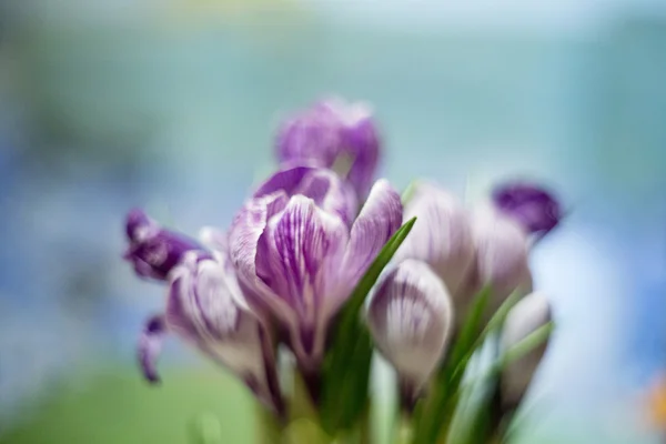 Crocus flower — Stock Photo, Image