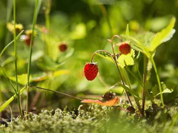 Forest strawberry — Stock Photo, Image