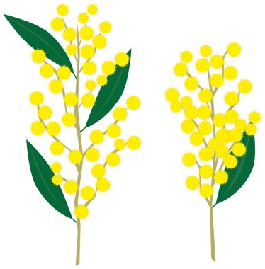 Resimli Wattle çiçek