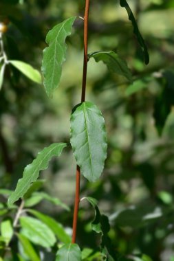 Sonbahar zeytin dalı - Latin adı - Elaeagnus umbellata