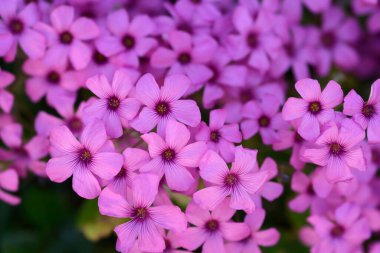 Pembe tahta doru - Latince adı - Oxalis articulata
