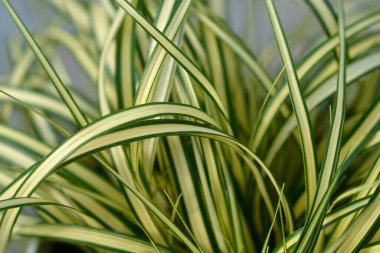 Çizgili Ağlayan Sedge Evergold - Latince adı - Carex oshimensis Evergold
