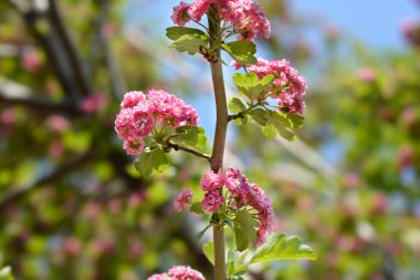 Bilinen Hawthorn - Latince adı - Crataegus monogyna