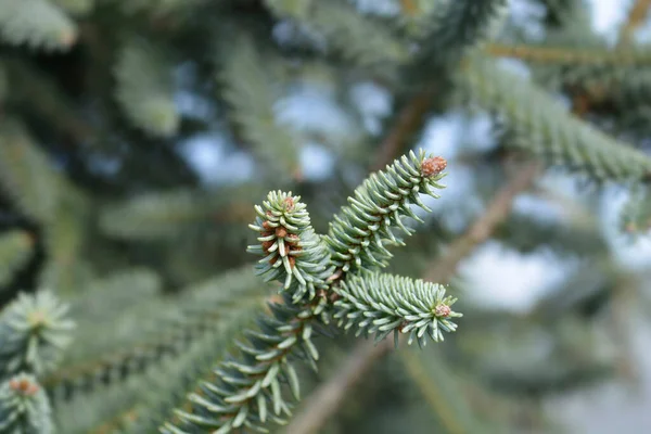 Blue Spanish Fir Branch Łacińska Nazwa Abies Pinsapo Glauca — Zdjęcie stockowe