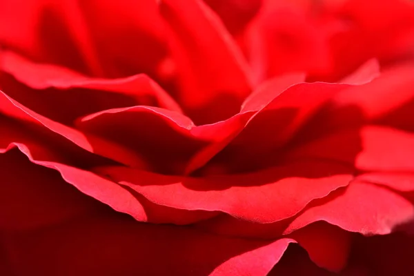 Red Rose Sympathie Detail Latin Name Rosa Sympathie — Stock Photo, Image