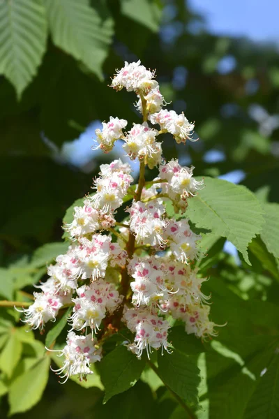 Обыкновенный Каштан Латинское Название Aesculus Hippocastanum — стоковое фото