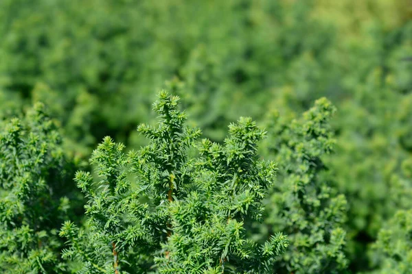 Top Point Atlantic White Cypress Latin Name Chamaecyparis Thyoides Top — Stock Photo, Image