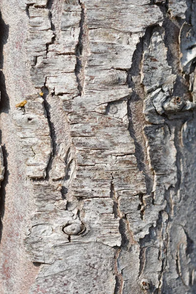 Western Red Cedar Martin Bark Detail Lateinischer Name Thuja Plicata — Stockfoto