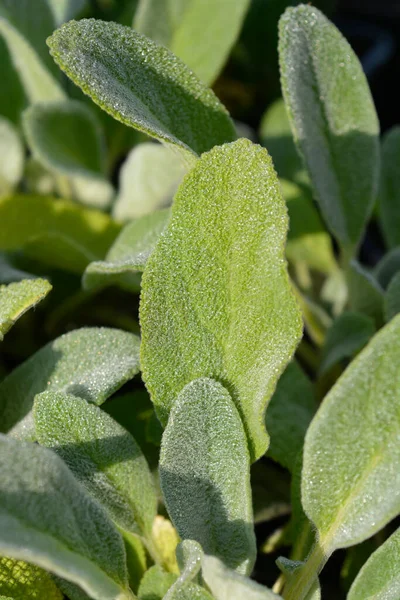 Lambs Ears Leaves Latin Name Stachys Byzantina — Stock Photo, Image