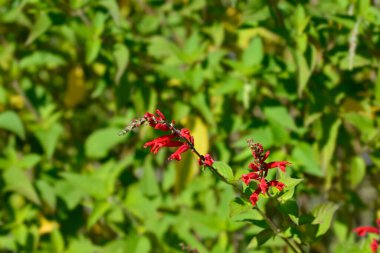 Ananas kırmızı çiçekleri - Latince adı - Salvia elegans Ananas