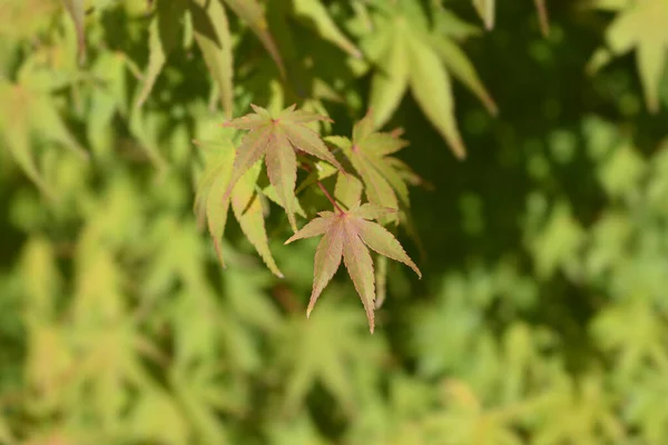 Maple Japonês Nome Latino Acer Palmatum — Fotografia de Stock