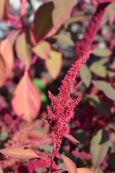 Cortinas Terciopelo Amaranto Nombre Latino Amaranthus Cruentus Cortinas Terciopelo — Foto de Stock