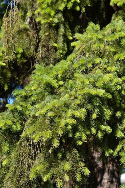 Colorado Kék Lucfenyő Latin Név Picea Pungens — Stock Fotó