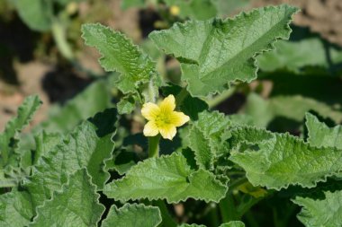 Salatalık fışkırtan - Latince adı - Ecballium elaterium