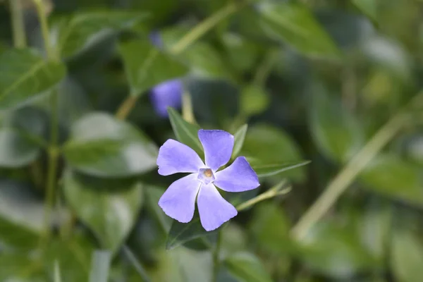 Lesser Periwinkle Flower Latin Name Vinca Minor — Stock Photo, Image