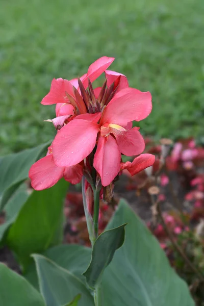 Canna Lily Tropical Rose Nom Latin Canna Generalis Tropical Rose — Photo