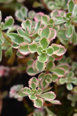 Stonecrop Tricolor - Latince adı - Sedum spurium (Phedimus spurius) Tricolor