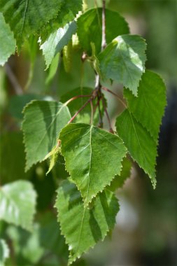 Ağlayan genç huş yaprakları - Latince adı Betula pendula Youngii